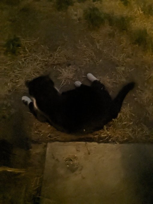 Idk whose cat this is but it's mine now and it's name is Oreo 😂 before anyone comes for me he's a stray<a href="/tag/nsfw"class="tags"><span>#nsfw</span></a><a href="/tag/onlyfans"class="tags"><span>#onlyfans</span></a><a href="/tag/tiktok"class="tags"><span>#tiktok</span></a><a href="/tag/egirl"class="tags"><span>#egirl</span></a><a href="/tag/eslut"class="tags"><span>#eslut</span></a>