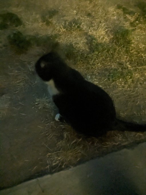 Idk whose cat this is but it's mine now and it's name is Oreo 😂 before anyone comes for me he's a stray<a href="/tag/nsfw"class="tags"><span>#nsfw</span></a><a href="/tag/onlyfans"class="tags"><span>#onlyfans</span></a><a href="/tag/tiktok"class="tags"><span>#tiktok</span></a><a href="/tag/egirl"class="tags"><span>#egirl</span></a><a href="/tag/eslut"class="tags"><span>#eslut</span></a>