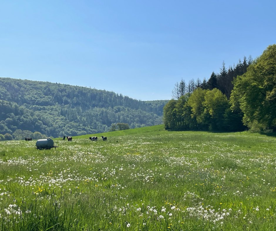 BistChef's tweet photo. Geschichten vom Hof! 

Weidesaison bedeutet, dass die Kühe fast den ganzen Tag draußen unterwegs sind. 🌱☀️ Dabei kann es öfter vorkommen, dass auch mal ein Kälbchen draußen auf der Wiese geboren wird. 
#Landwirtschaft #Kühe #Milch #Weidesaison https://t.co/czqw8n93WS