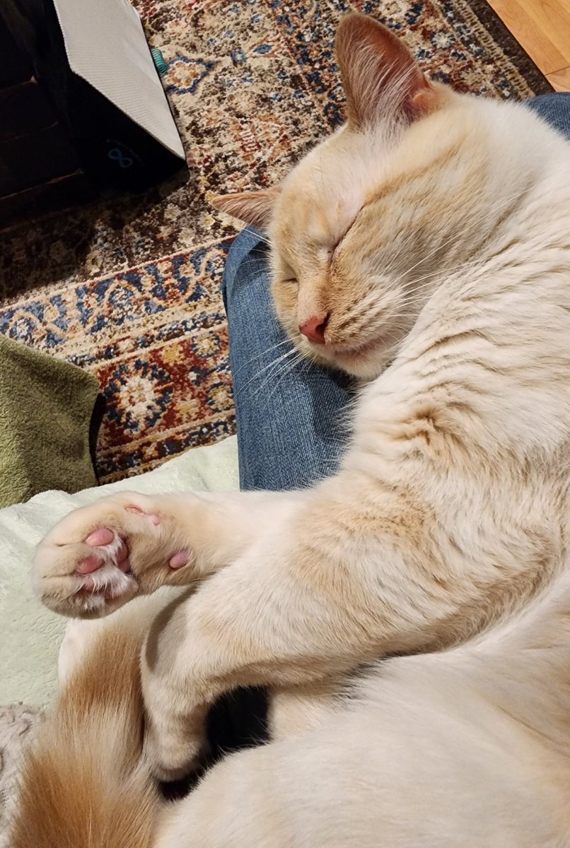 kathleengorma13's tweet photo. #WhiskersWednesday and #toebeans by Marshall  #cats #CatsOnTwitter #CatsAreFamily #lapcats https://t.co/P6ZA2AZO3l