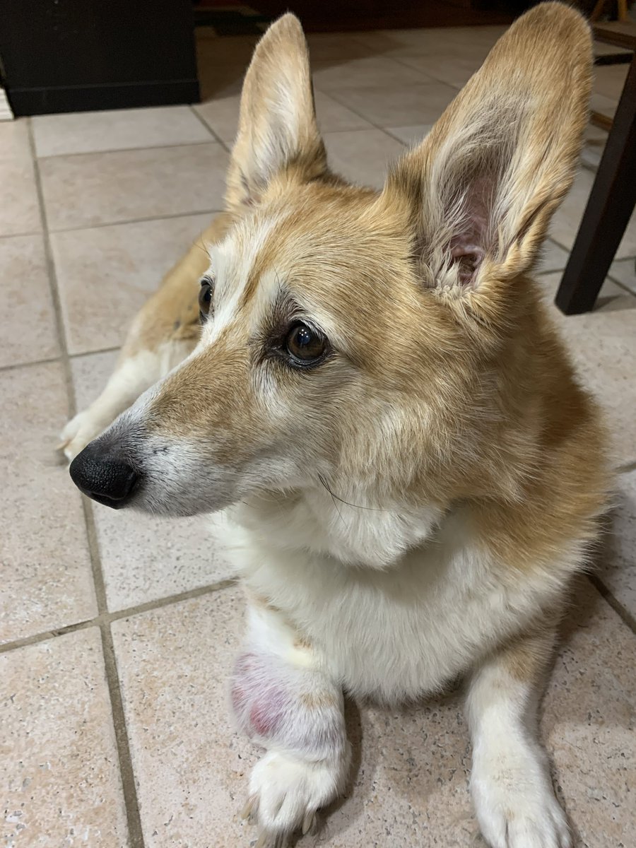 Much love to Janet &amp; Fiona. 

Janet, you’re incredibly loved. When you see her, tell Bella — who we lost to cancer 3 years ago — hi &amp; that I miss her everyday. We’re pretty damn lucky when a dog chooses us to be their human.