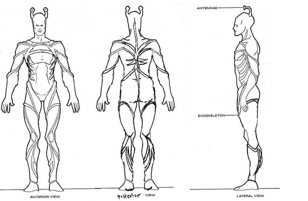 RedRavenDraws's tweet photo. I was having trouble resolving the back of the Aenar/Andorian exoskeleton, per the incomplete Starfleet Medical Reference Manual pics seen across many wikis. Shoutout to @snakesayer for the Andorian anatomy revamp. 🙌🏻 https://t.co/fNJyS7s3uX