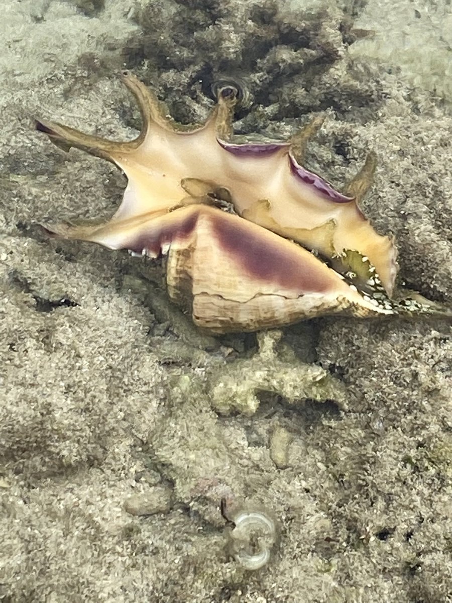 churaumimirai's tweet photo. 浦添西海岸で撮影した写真ならこんな感じの海の生き物写真でもOKです！

フォトコンテストや写真展は、今の浦添西海岸の姿を後世に残すという意味もあります
 #てぃだ結の浜フォトコンテスト https://t.co/zdBFI3YizZ