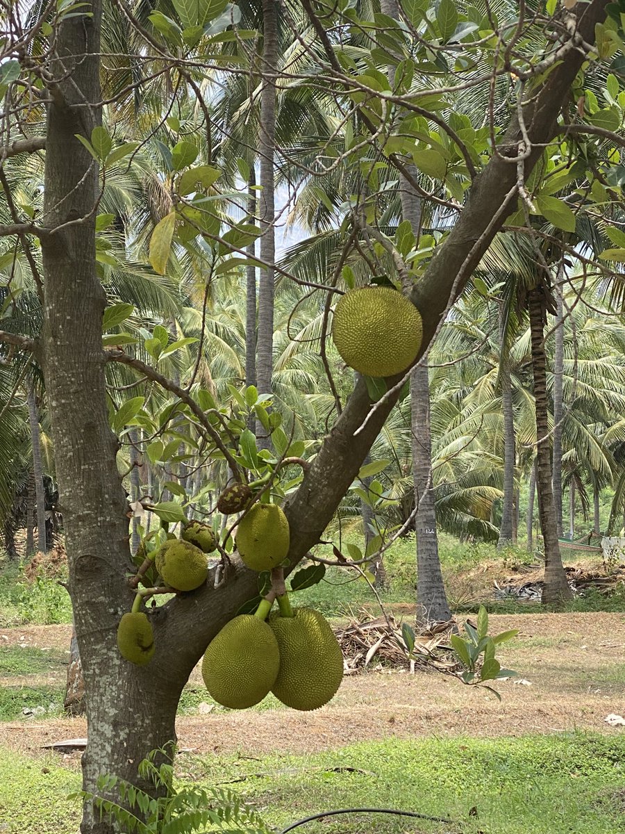 prasannasanthi's tweet photo. @180books @obligatraveler @intheolivegrov1 @jollyhobos @ararewoman @TravelBugsWorld @GoodLifeWithIQ @jenny_travels @lizzie_hubbard2 @wa_expert @55bio @MonkeysVentures @JourneyHeroApp @FansFair Beautiful pictures of Trees dear friend.Thanks for the Tag. #Top4Theme #Top4Trees .
1. Redwood Tree -Northern California. 2.Coconut trees - Hawaii. 3. palm Trees from my Village . 4. Jack Fruit Tree from my friendβs farm - India https://t.co/mjA4qoqPPq