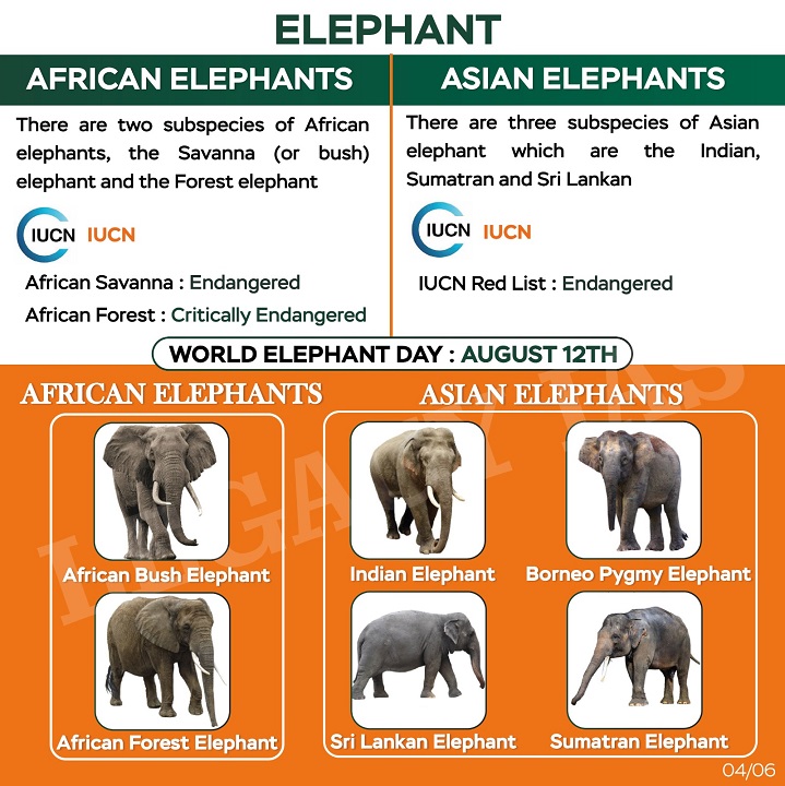 Legacy_ias's tweet photo. Learn about the conservation efforts and objectives undertaken by #ProjectElephant to protect and preserve India's majestic pachyderms.
#projectelephantobjective #projectelephantfacts #elephantsconservation #upscexam #legacyias #WorldElephantDay https://t.co/BCmSmR6eA7