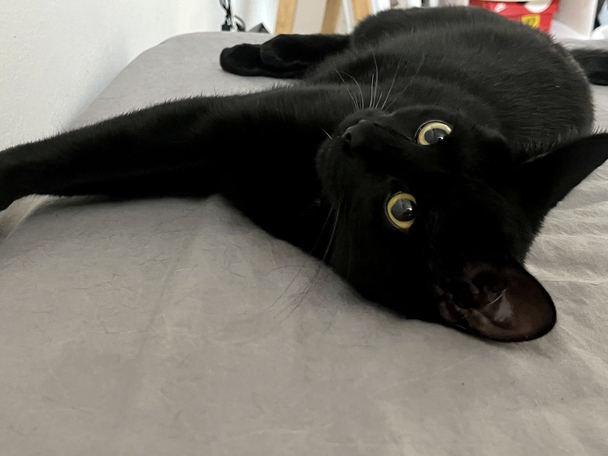 VeronikaFillitz's tweet photo. Und was Sie nicht im Morgenjournal hören: 
Heute ist #BlackCatAppreciationDay. 
Es könnte also heute durchaus mehr  einschlägigen Cat Content geben - für Abergläubische vielleicht eine Herausforderung…. https://t.co/JFtAqZZlNP