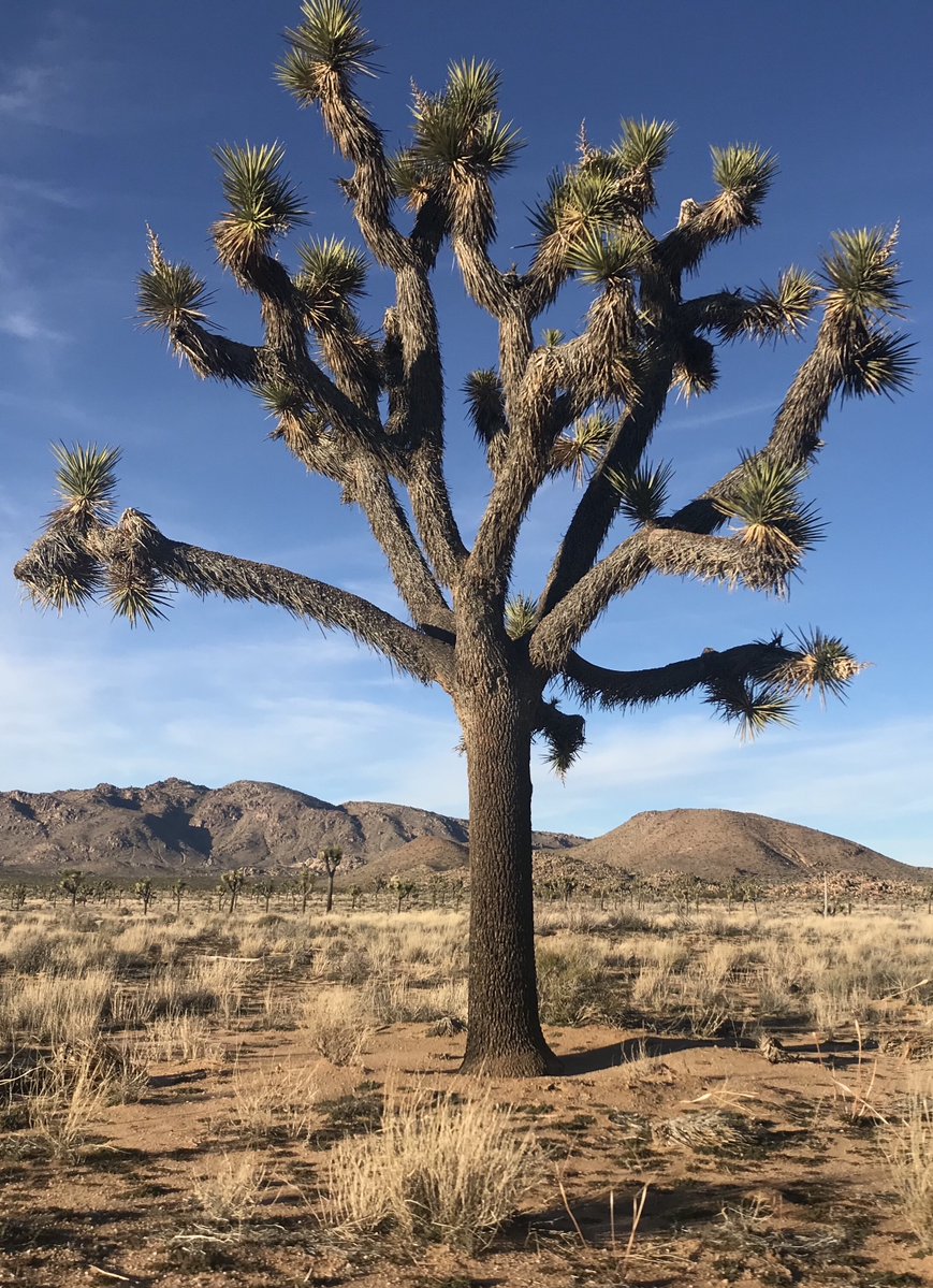 Make a meaningful contribution to the environment with our NFTs! Each purchase supports our tree planting program. Art with a positive impact! #NFTArt #EnvironmentalCause

📷 Adrianna