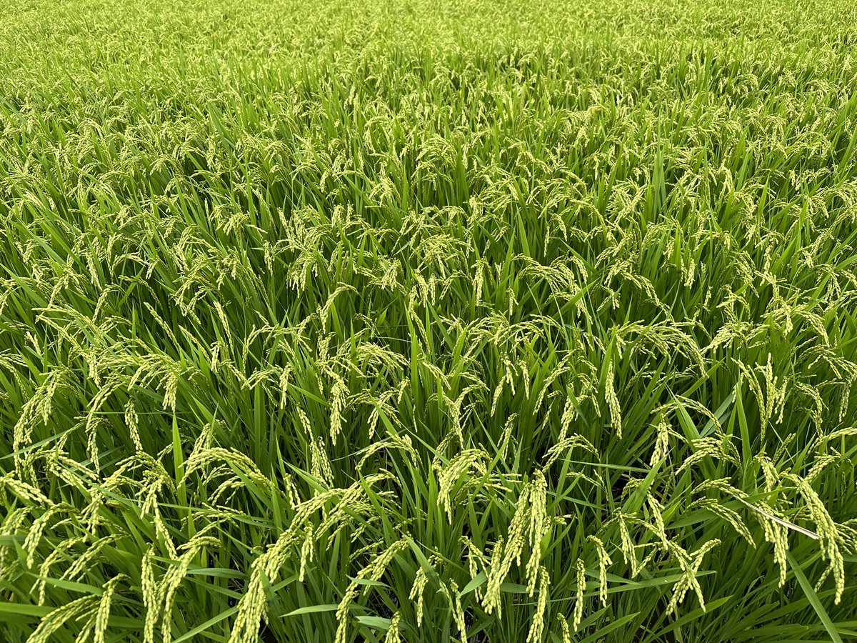 kawataru_j's tweet image. 稲穂 -^-^ *･.° 🌾

台風の影響を心配していましたが大丈夫👌元気に育っています😊✨

#BeHappy #ricefield #ricepaddy #landscape #photography #landscapephotography #nature #naturelovers #environment #Japan #夏 #田んぼ #田園 #自然 #環境 #風景 #風景写真 #写真好きな人と繋がりたい #日本