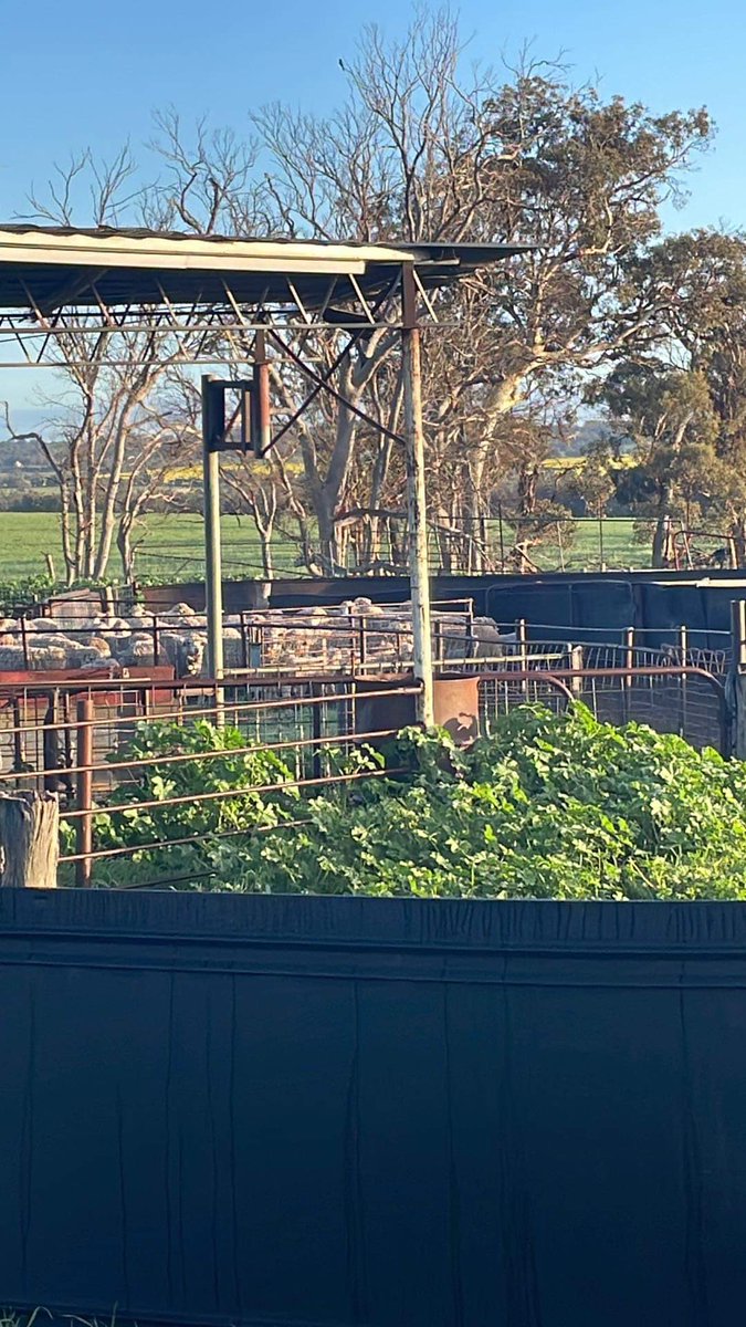 Perfect day for counting lambs: lambing onto pasture versus saltbush versus crop #lambsurvival #shadeandshelter