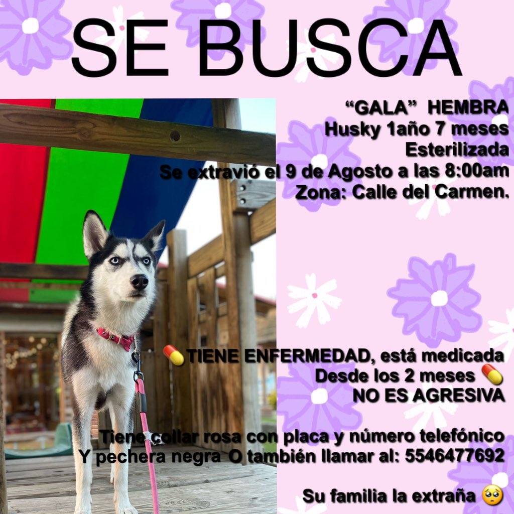 Paola Palacio (@paogang) on Twitter photo 