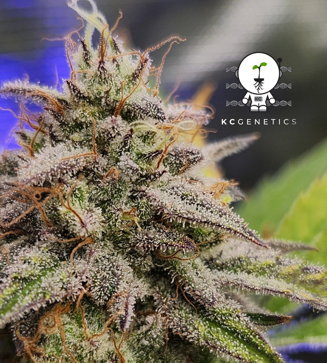 KCgenetics tweet media