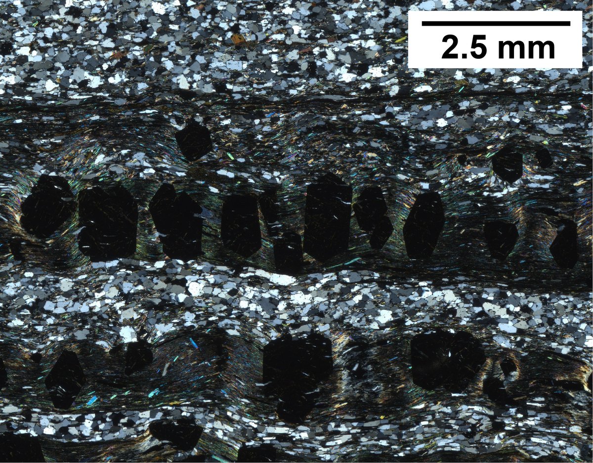 Stringers of euhedral #garnets in pelitic layers in a psammite from #IncredibleIndia. Always a pleasure to look at...
#ThinSectionThursday #geology #petrography