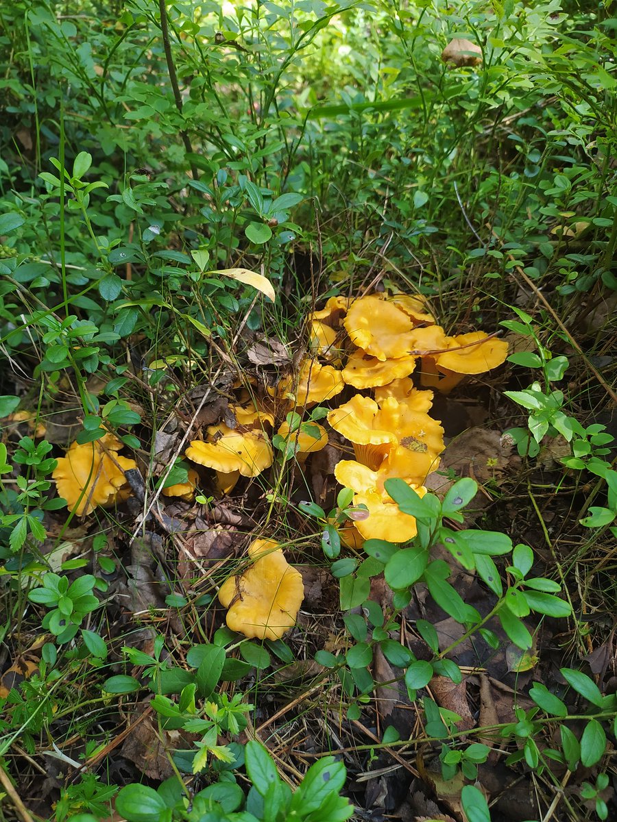 Syyskesä jatkuu keräilyn merkeissä. Mustikoita on jo saatu ja nyt kanttarelleja nousee täälläkin päin. Puolukoita tulee myös.

Menossa lisäksi ensiharvennusleimikon ennakkoraivaus. Siinäkin hommassa voi sattua eteen jotakin kerättävää.
