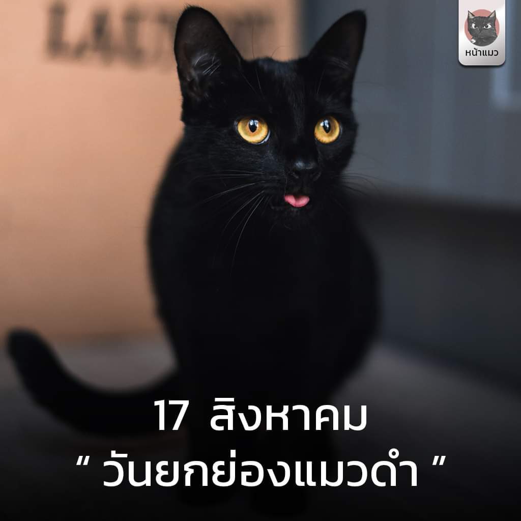 4422335 tweet media