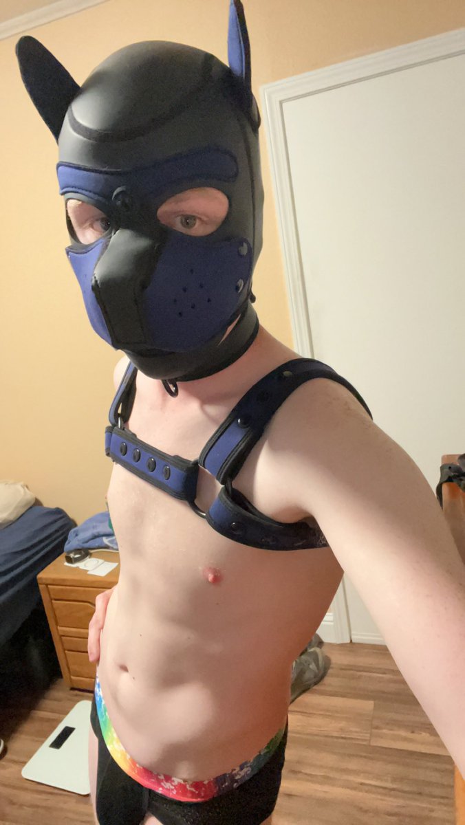 Pup LoganStray tweet media