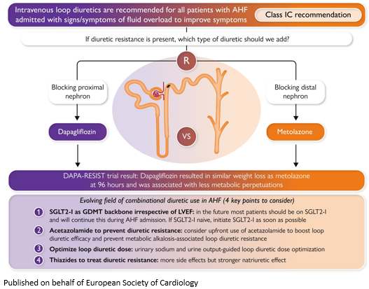 ESC_Journals's tweet photo. Prevention and treatment of diuretic resistance in acute heart failure: when to use which combination of diuretics? 

@escardio #EHJ #ESCYoung @rladeiraslopes @ehj_ed https://t.co/USGBZuwHEf