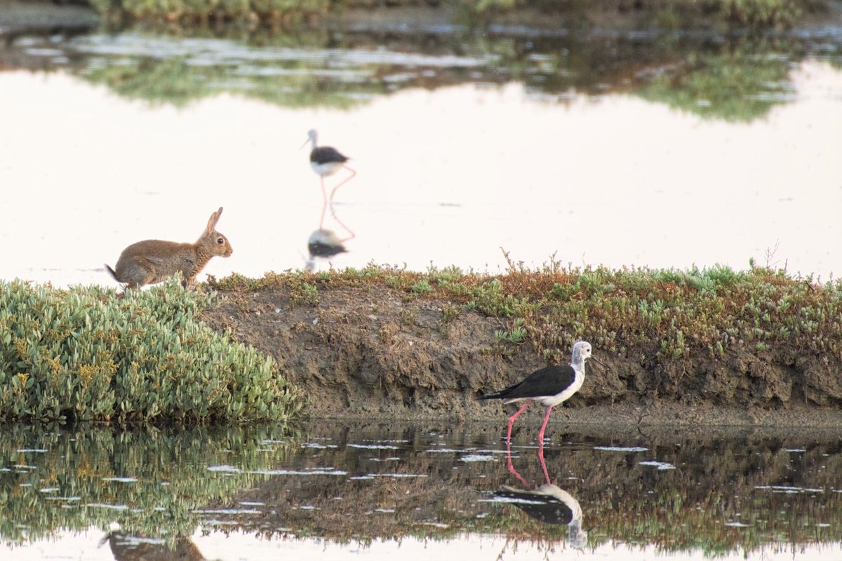 A stilt and rabbit caught in the morning light.
#Stelzenläufer #birds  #wildlife  #nature  #TwitterNatureCommunity  #birdwatching  #ThePhotoHour  #BirdsSeenIn2023  #DailyPictureTheme