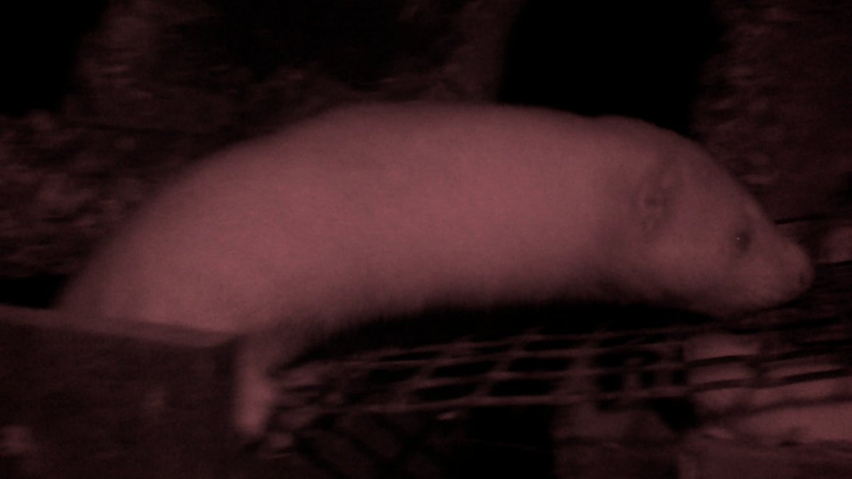 unoffensiveanimal tweet media