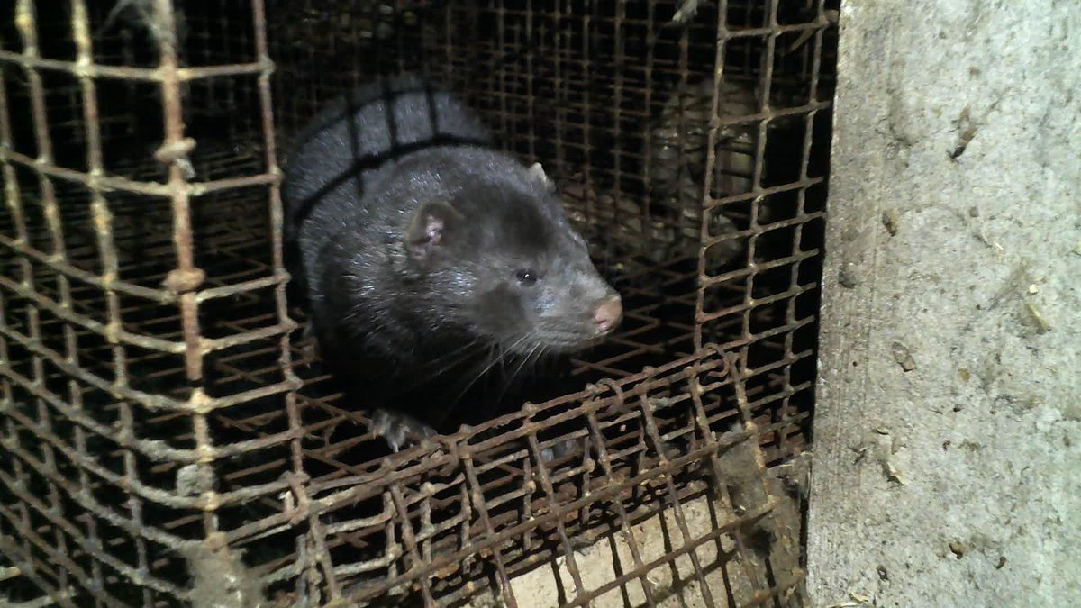 SEVERAL HUNDREDS OF MINK RELEASED FROM A FUR FARM.

read the report and watch the video: 

unoffensiveanimal.is/2023/08/16/sev…