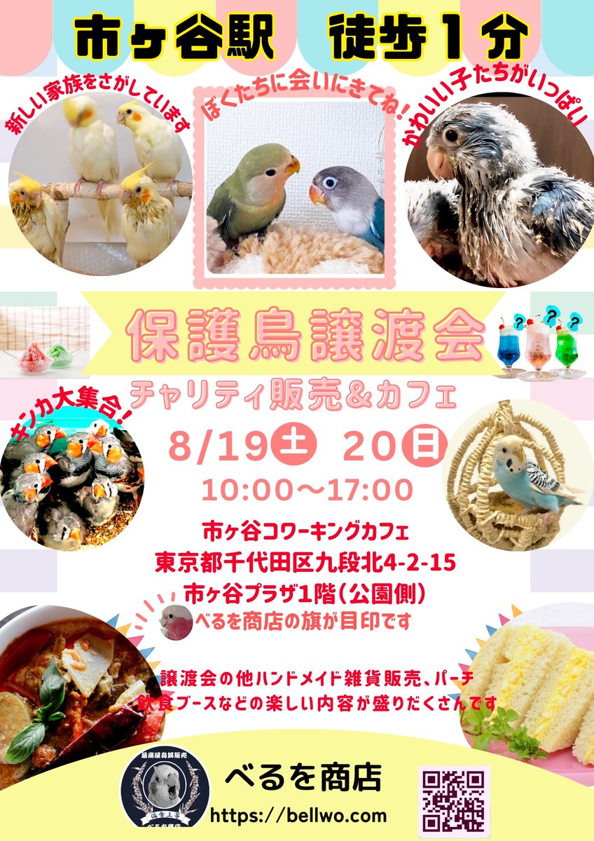 bellwo5963's tweet photo. '
セキセイ151羽、文鳥1羽
卵23個 保護してきました

片道8時間の移動
孵らないかも知れません

車の中でも産卵しました
今も複数の鳥たちが
お腹に卵を抱えています

鳥たちの下にたくさんの
うさぎさん、モルモット
ちゃんが放し飼いに　
されていました

次から次へお迎えした
わけではなく、元は2〜3羽

どんどん繁殖したそうです

奇形の仔もいます
健診もできていません

8/19(土)、8/20(日)
10時〜17時　市ヶ谷駅そば

市ヶ谷コワーキングカフェ
にて譲渡会を開催します
入場無料

物販や食事だけのご参加
大歓迎です🙏売上は全て
保護鳥たちのために使用
させていただきます

そして遠方からご寄付や
ご支援により応援くださる皆様、本当に本当にありがとう
ございます

べるを商店ホームページ https://t.co/KPFo0gM8cd