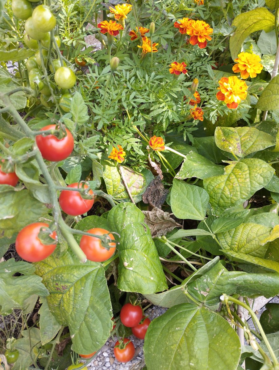 Nolwenn Jouvenet Lab tweet media