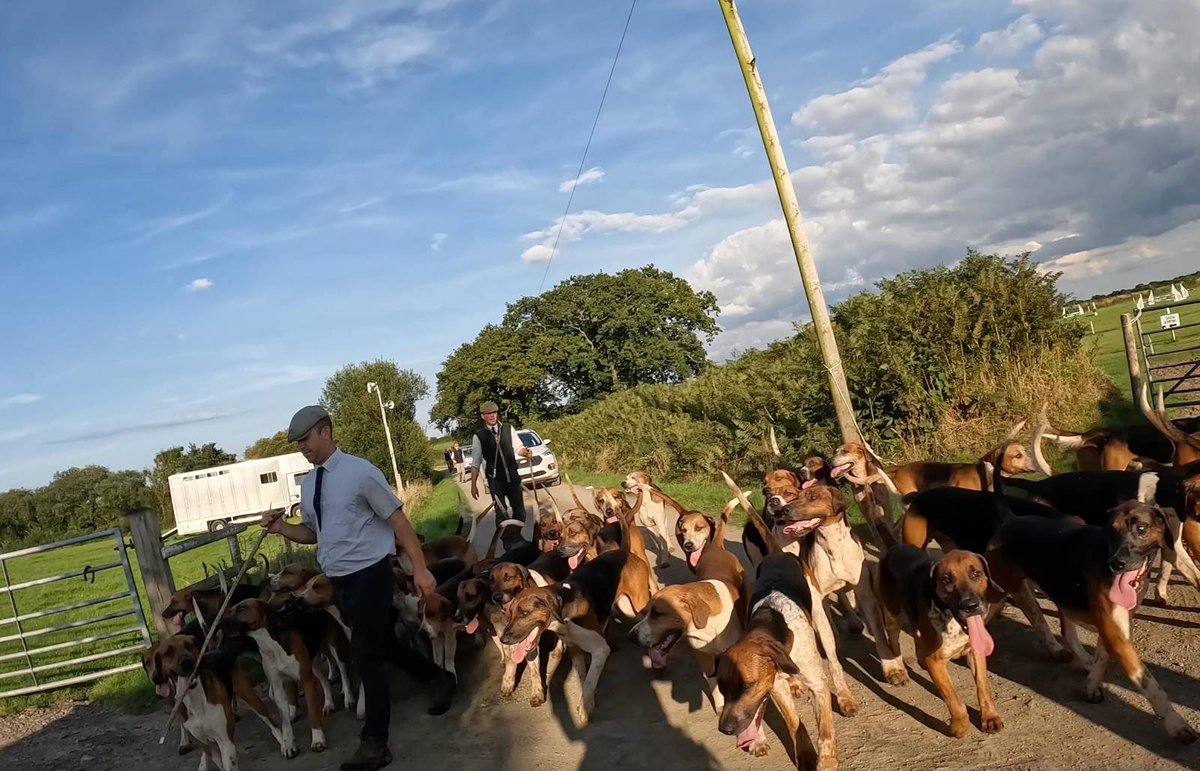 HIT REPORT
Eggesford Hunt 16.8.23

Jason and his new minion (aka whipper-in) Josh snuck out for an evening cubbing meet yesterday at Southcott near Winkleigh. We weren't invited but we came anyway.

1/6