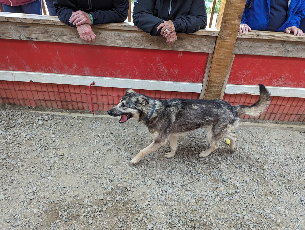 PereUbu7's tweet photo. Sled doggos! Bred for stamina, agility and smarts. These are the kind of dogs who run the Iditarod, who folks trust their very lives to. https://t.co/V679pKzIla