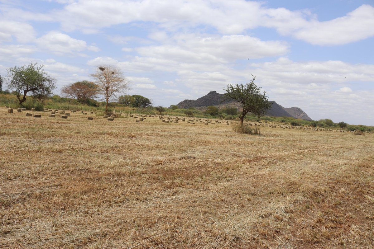 roba (@dibatari) on Twitter photo 