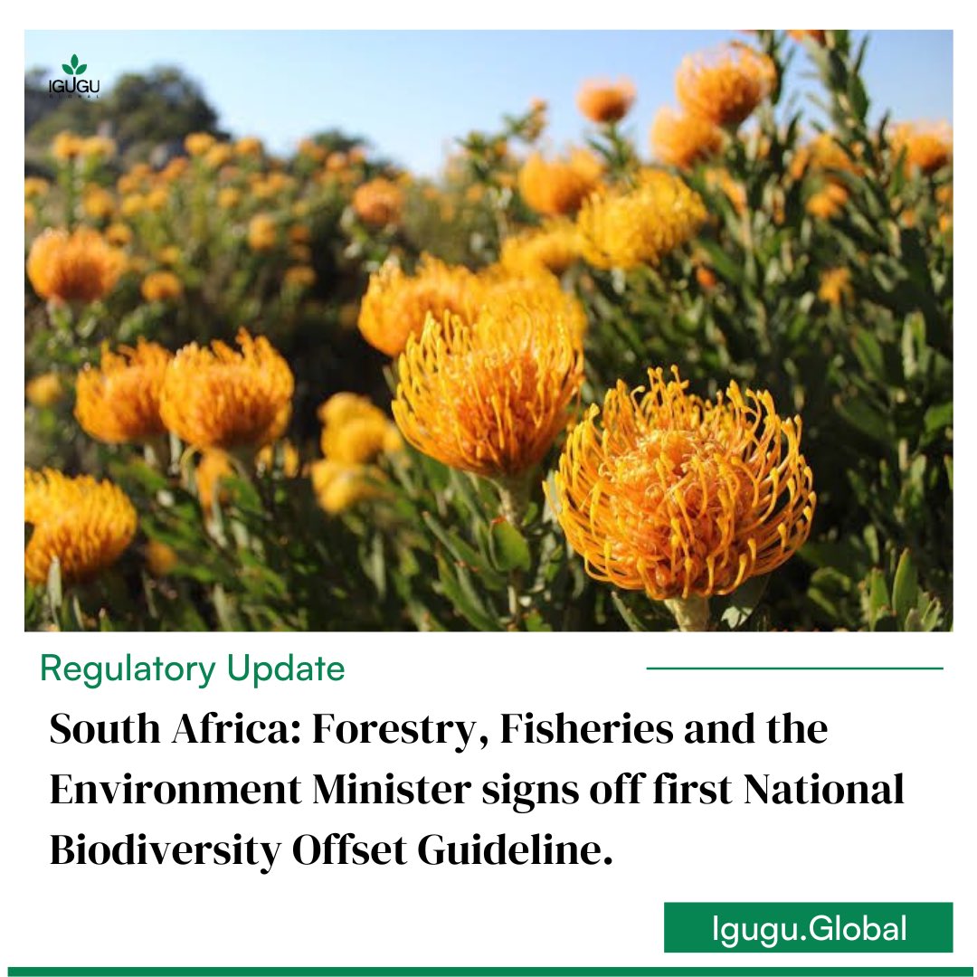 The guideline which includes detail on when offsets are required, how to determine the requirements for biodiversity offsets and how to ensure that the actions taken are binding on the person liable for implementation has now been published for implementation. 

#biodiversity