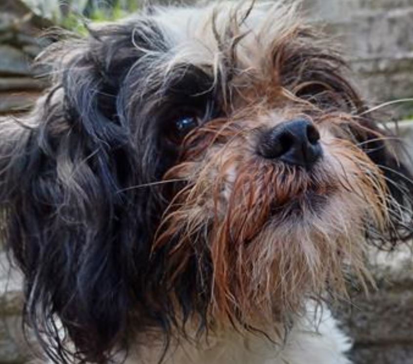 AdoptionsUk's tweet photo. Please retweet to HELP FIND THE OWNERS OF THESE 2 STRAY DOGS FOUND #CORNWALL #UK
1 #ShihTzu Cross found #CHACEWATER
2 #Collie found #PENGEGON
Now both in Cornwall Council Pound, they could be missing or stolen from another region π
DETAILS π
https://t.co/6YRsAFruwY⦠#dogs #pets