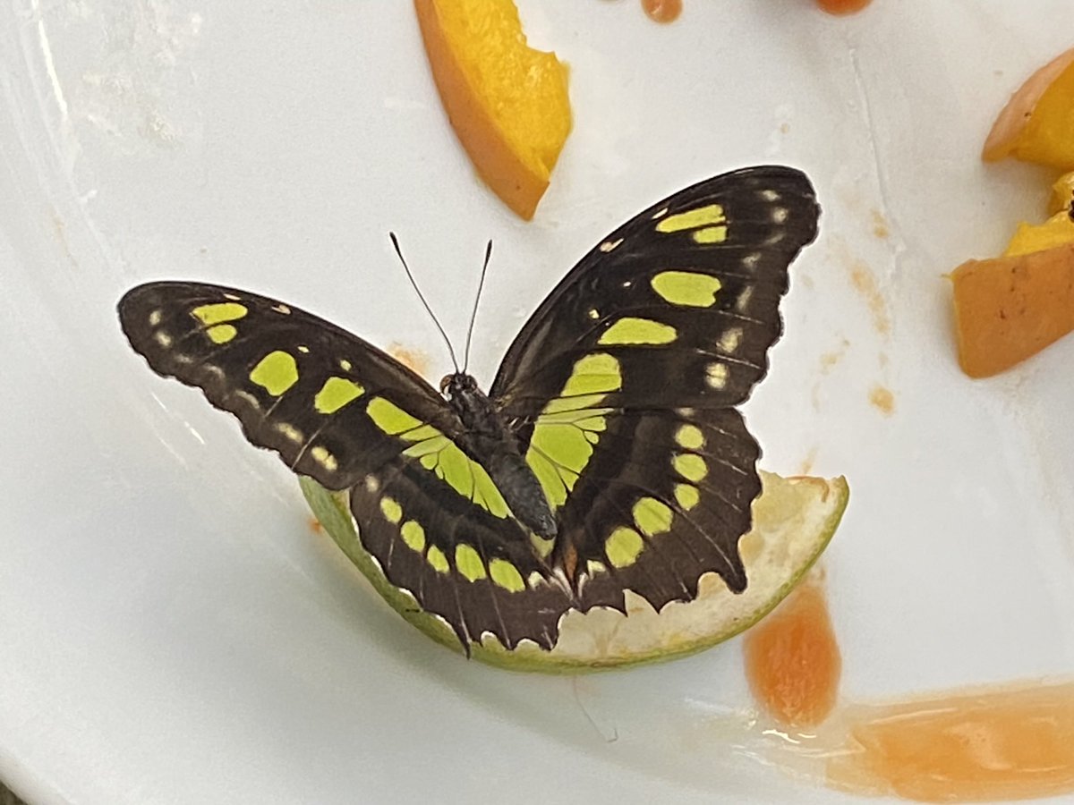 MarciaBrambilaa's tweet image. Visite el @MariposarioMx ✅que maravilla👍en #zoologicodechapultepec @zooaventuras 🌷