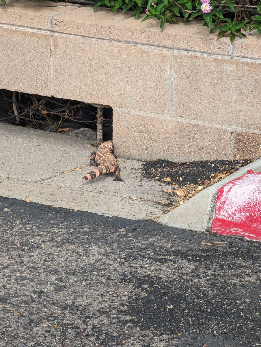 Michelle (front desk) saved this Gila Monster from being run over in the Mira Vista Resort parking lot last week. She told Gilly that he should go back home in the storm drain so that he would be safe.🤗

#miravistaresort#miravistanudistresort#tucson#nuderecreation#az#gilamonster