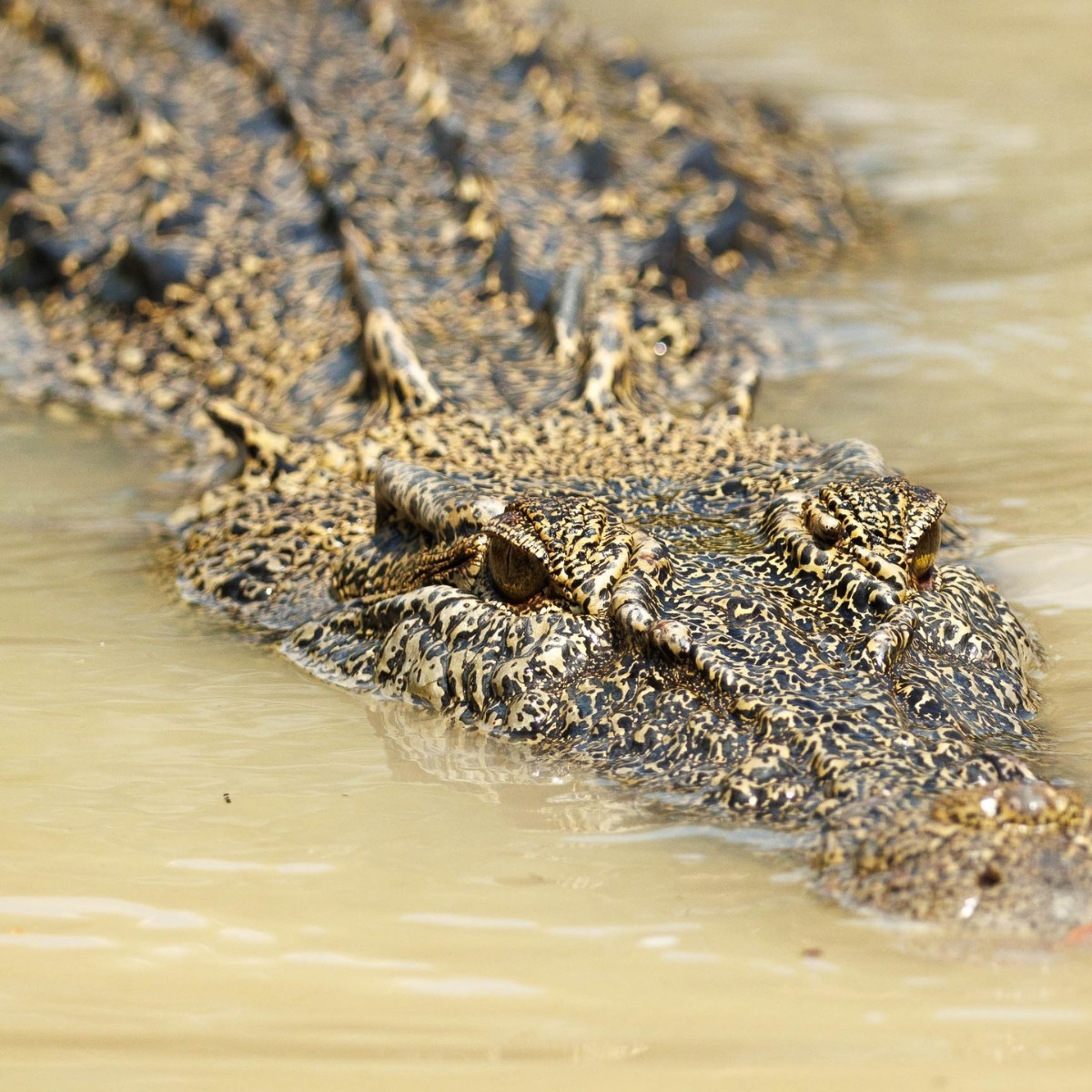 Crocodiles have sharp vision during day time ☀️, but they also have their own built-in night vision 🌙. Crocodiles can even see underwater. In local language, crocodiles 🐊 are called kingas (pronounced ging-us). 📸 Images captured at Cahill's Crossing by @patroln_downunder