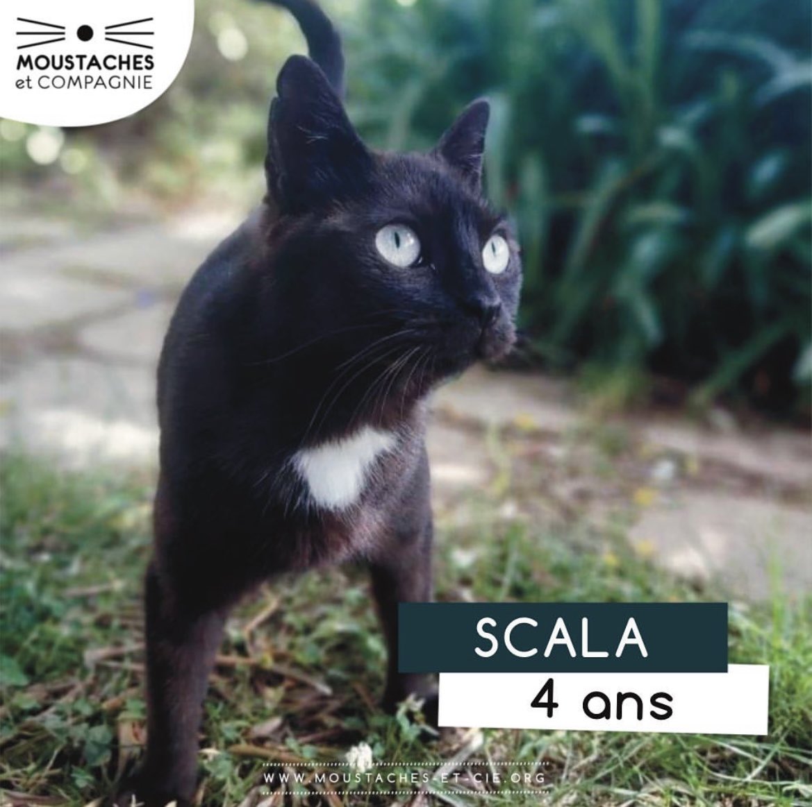 Journée internationale du chat noir. A l occasion je vous présente Scala, 4 ans à l adoption chez Moustaches@cie moustaches-et-cie.org/nos-animaux/ch…