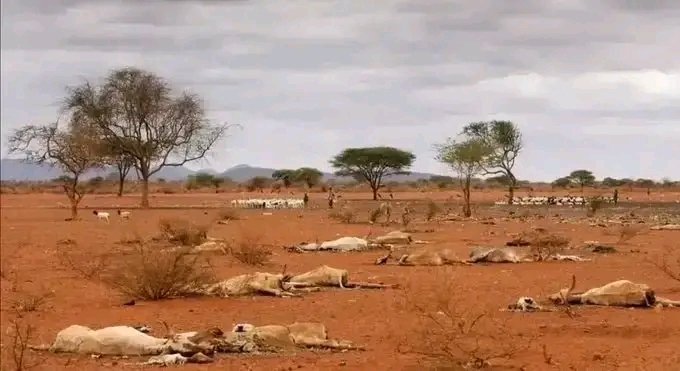 Climate justice demands immediate action. Wealthy nations must take responsibility for their past emissions and support the most vulnerable nations in adapting to climate change. #COP28 #ClimateJustice .