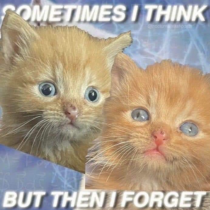 🐹 hot beef injection 🐹 (@guineapigrandad) on Twitter photo 