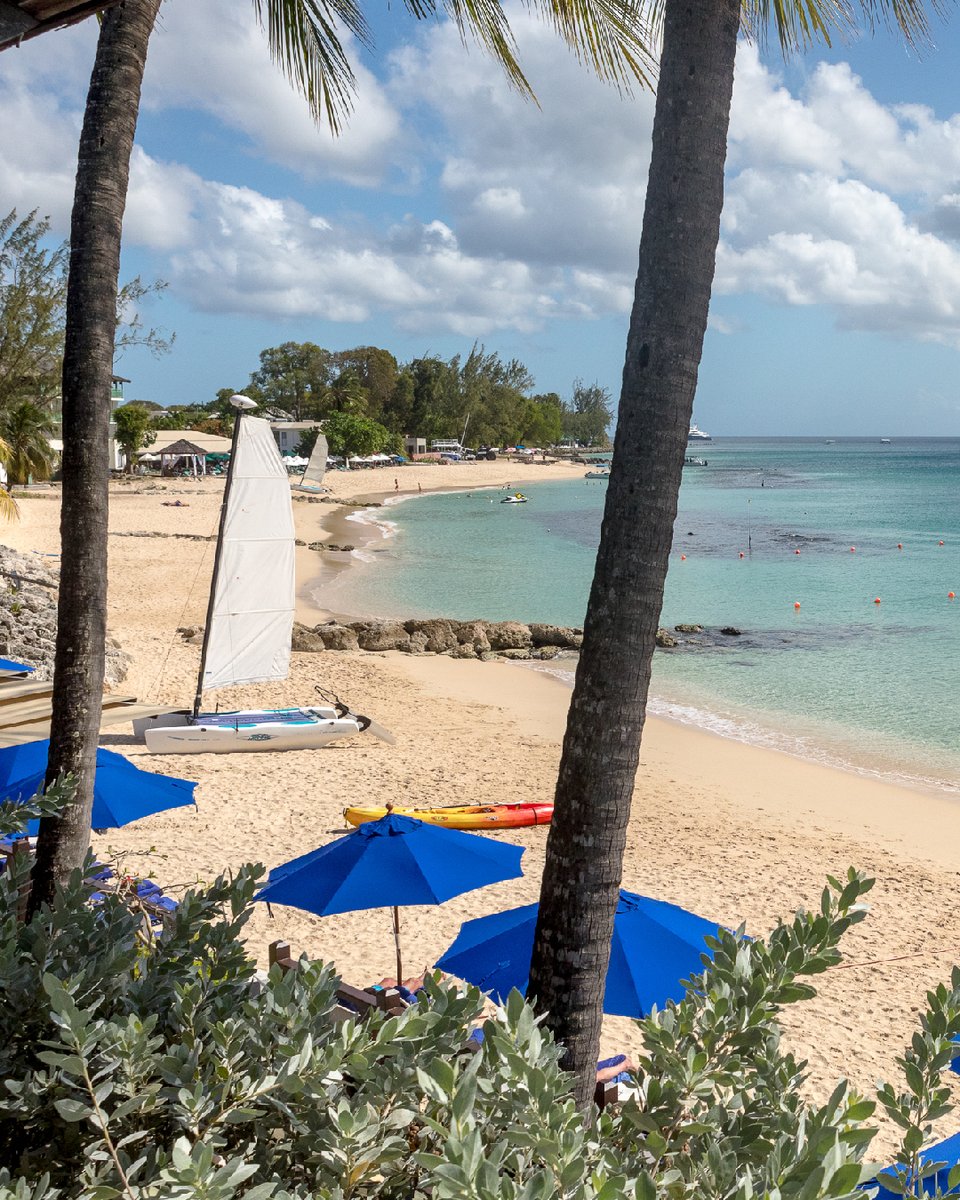 The Sandpiper tweet media