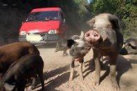 sis_2b's tweet image. En vacances en #Corse, je n'approche pas des #animaux présents en bord de route ou sur les sentiers. Je ne leur donne rien à manger et je m'éloigne avec #prudence. Je #rappelle à mes enfants les #dangers car ce ne sont ni des peluches ni de fidèles compagnons #morsures #blessures