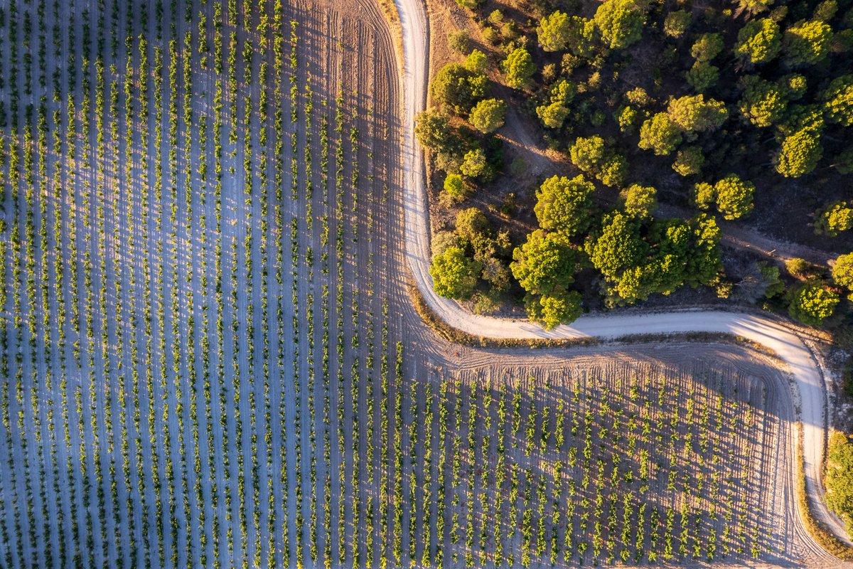 TVegaSicilia's tweet photo. La finca de Vega Sicilia la componen 1.000 hectáreas, donde 210 están dedicadas a la viña y 600 hectáreas son forestales, dónde podemos encontrar alcornoques, robles y pinos entre otras especies. 

#TemposVegaSicilia #VegaSicilia #medioambiente #ecosistema #viñedo https://t.co/PiMeJz1EBO