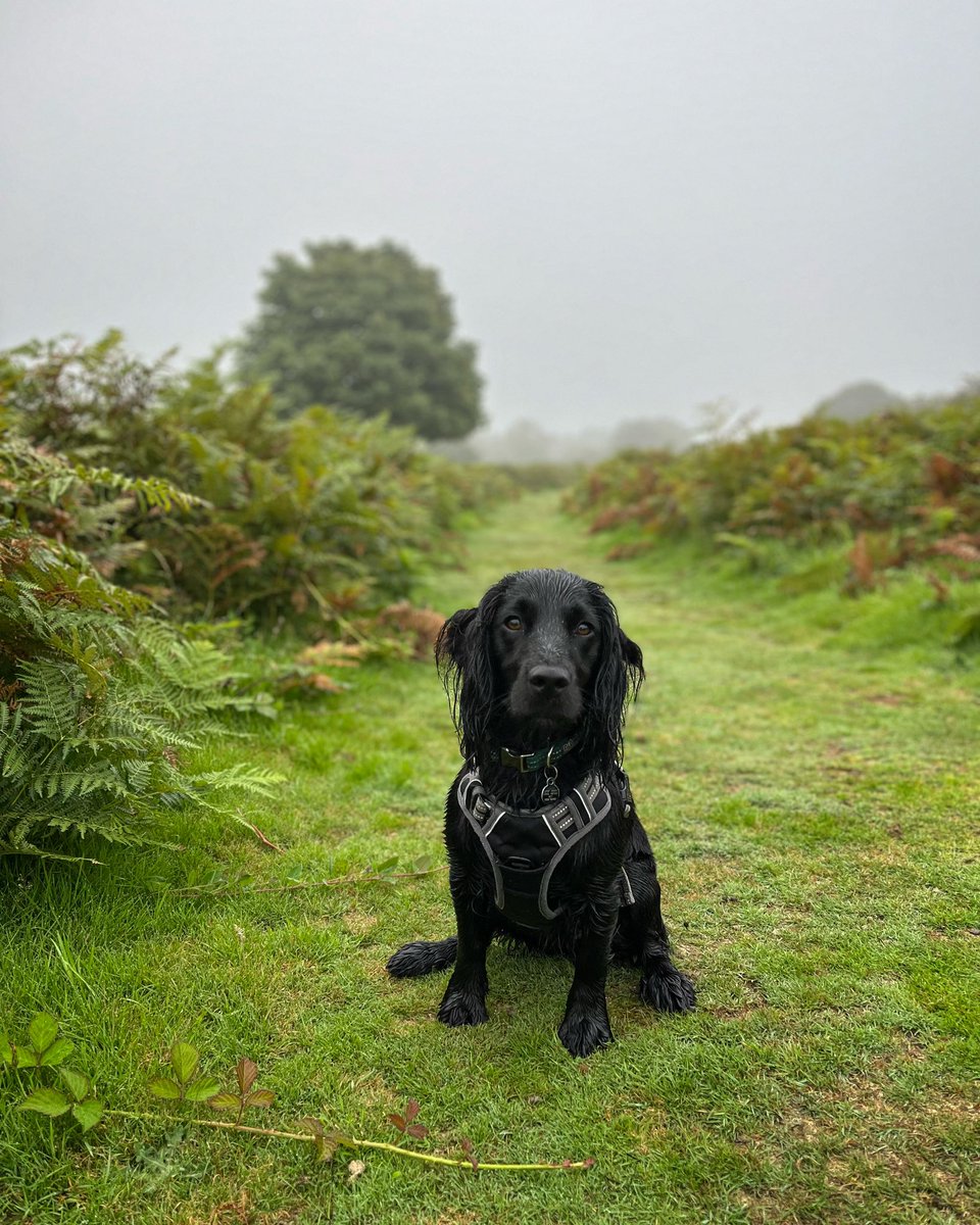 Up on the Ham with Arthur.

#morningdogwalk #burringtonham #workingcockerspaniel #Aythangyaw