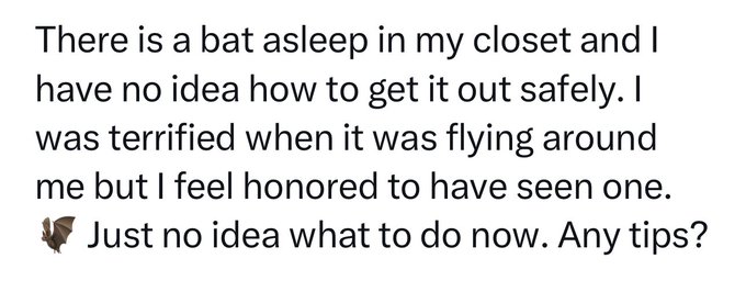 I hope this is good luck but also need help to figure out how to safely get the Bat out! 🦇 https://t<a href="/tag/lgbt"class="tags"><span>#lgbt</span></a><a href="/tag/lgbtqpride"class="tags"><span>#lgbtqpride</span></a><a href="/tag/vibessss"class="tags"><span>#vibessss</span></a><a href="/tag/dounia"class="tags"><span>#dounia</span></a><a href="/tag/fckmeup"class="tags"><span>#fckmeup</span></a>