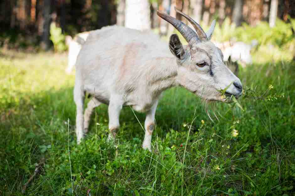 SRUC Research (@srucresearch) on Twitter photo ๐ฌ New findings from Juan Palma-Hidalgo. Specific salivary components directly impact the growth of certain rumen microbes and fermentation. This breakthrough offers avenues to optimise rumen function. ๐ #RumenResearch #SRUCResearch <a href="/journal_animal/">Animal Journal</a>
ow.ly/njc250PxZ2M ๐ฌ New findings from Juan Palma-Hidalgo. Specific salivary components directly impact the growth of certain rumen microbes and fermentation. This breakthrough offers avenues to optimise rumen function. ๐ #RumenResearch #SRUCResearch <a href="/journal_animal/">Animal Journal</a>
ow.ly/njc250PxZ2M
