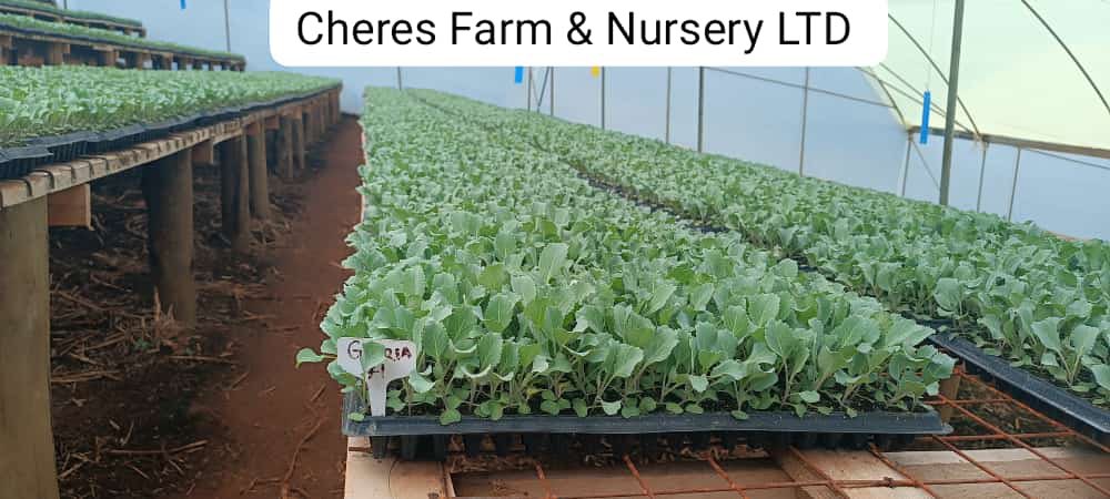 Mutai___'s tweet photo. Guys, let me put you on to something nice. For the farmers huku hii mtapenda. At Cheres Farm and Nursery we offer the best seedlings for a bountiful harvest. We are located in Chemoiben, Litein. For inquiries, orders and deliveries reach out to Gideon at 0705802478. 
Thread.. https://t.co/Rr00Ml0qHJ