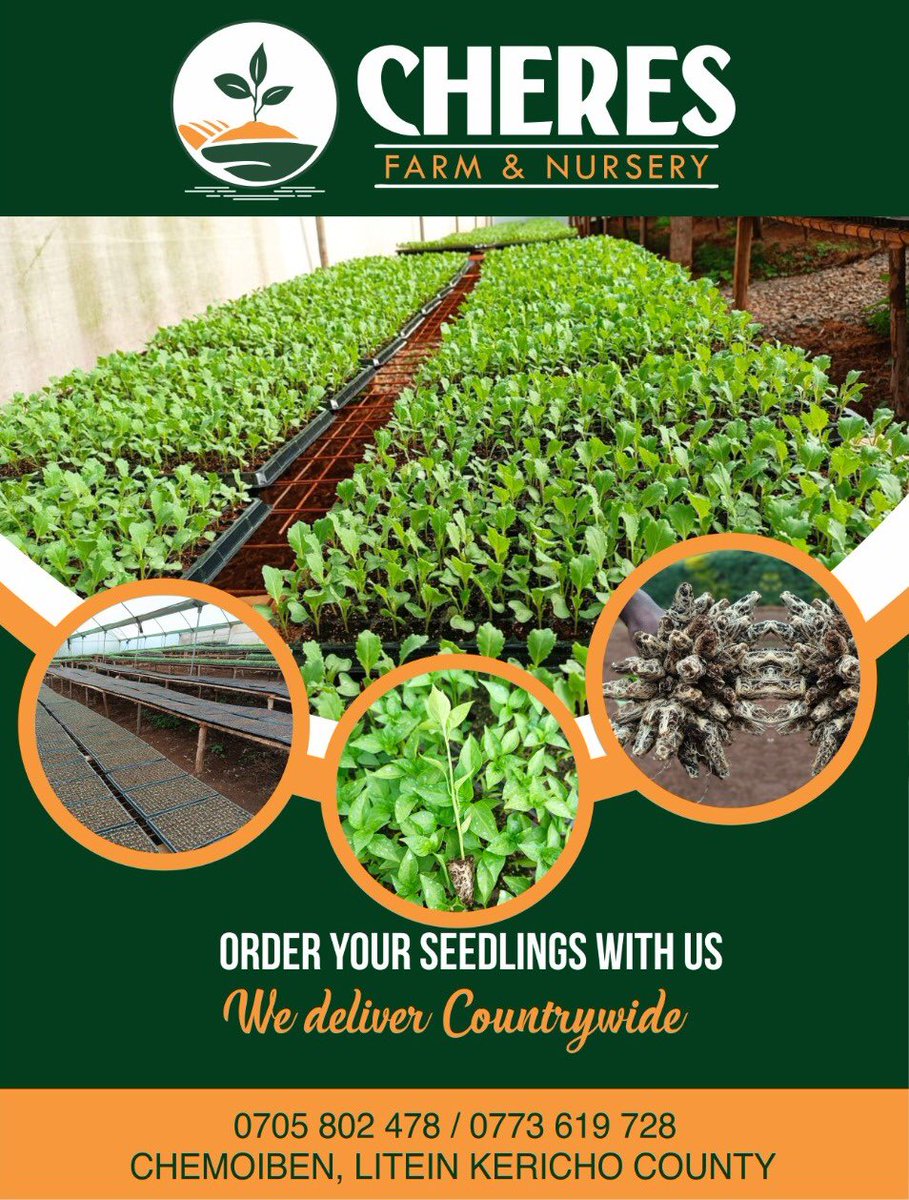 Mutai___'s tweet photo. Guys, let me put you on to something nice. For the farmers huku hii mtapenda. At Cheres Farm and Nursery we offer the best seedlings for a bountiful harvest. We are located in Chemoiben, Litein. For inquiries, orders and deliveries reach out to Gideon at 0705802478. 
Thread.. https://t.co/Rr00Ml0qHJ
