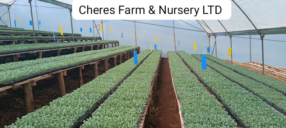 Mutai___'s tweet photo. Guys, let me put you on to something nice. For the farmers huku hii mtapenda. At Cheres Farm and Nursery we offer the best seedlings for a bountiful harvest. We are located in Chemoiben, Litein. For inquiries, orders and deliveries reach out to Gideon at 0705802478. 
Thread.. https://t.co/Rr00Ml0qHJ