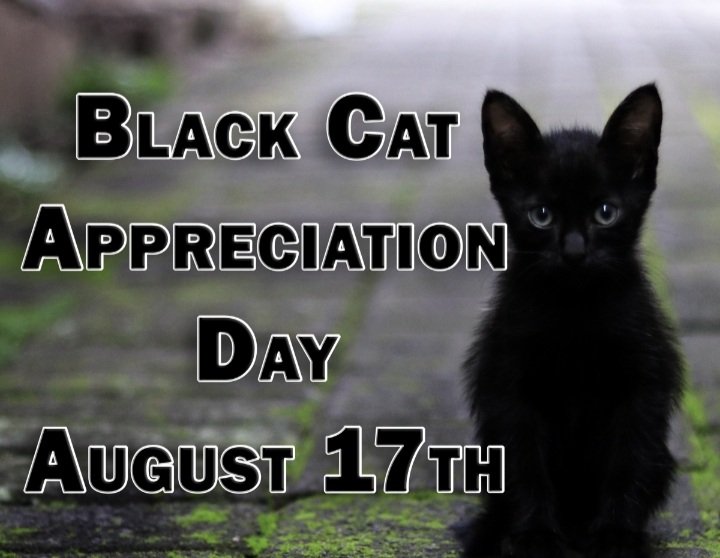 Today is #BlackCatAppreciationDay A day to celebrate Black cats and show how fabulous they are.
We are not boring. We are all unique. We deserve to have a loving home. 
Today I will be sharing photos of black cats to show how amazing each one is 🖤🐈‍⬛🖤🐈‍⬛🖤🐈‍⬛