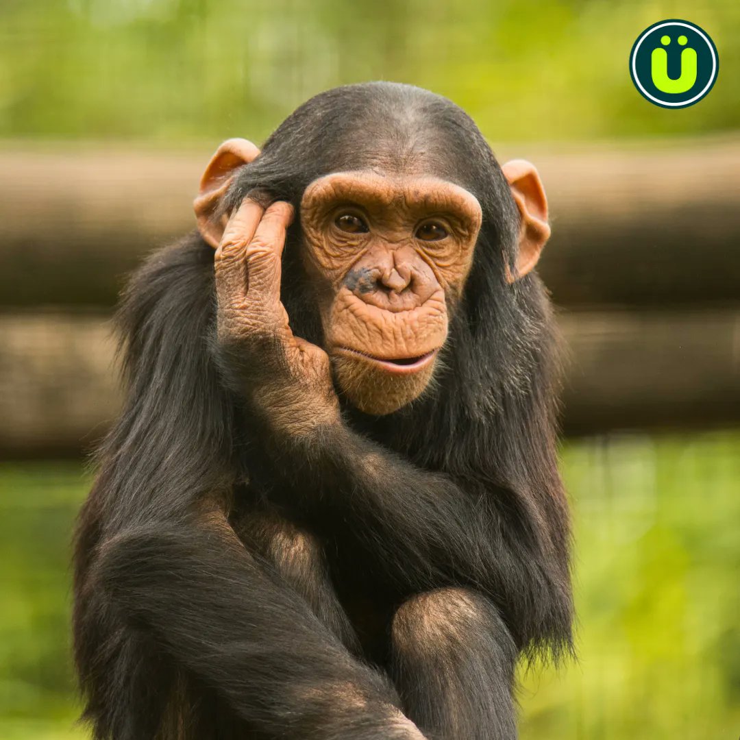 UberFacts's tweet image. After eating certain foods, chimpanzees fart so loudly and so often that researchers can locate them in the forest by following the farts