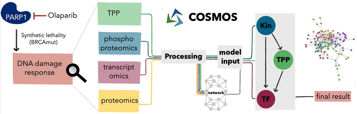 Saez-Rodriguez Group (@saezlab) on Twitter photo Different omics provide complementarity information - we explored how to integrate them to understand PARP inhibition in ovarian cancer using our multi-omics network framework COSMOS in our latest work led by <a href="/Miralea10/">Mira Burtscher</a> (tinyurl.com/579fehuy) Different omics provide complementarity information - we explored how to integrate them to understand PARP inhibition in ovarian cancer using our multi-omics network framework COSMOS in our latest work led by <a href="/Miralea10/">Mira Burtscher</a> (tinyurl.com/579fehuy)
