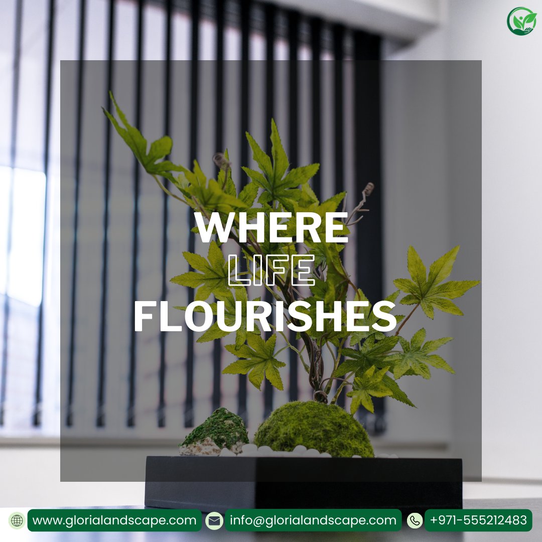 Gloriascape's tweet photo. Elevate Your Space with the Power of Plants 🌱✨ Experience Nature's Charm with Gloria Landscape. Let's Green Your World Together!
Contact us at info@glorialandscape.com or call 055 521 2483 to start your landscape transformation today! 🌳✨ #LandscapeDesign #OutdoorLiving 📷 🌿 https://t.co/ig1SF478Ab