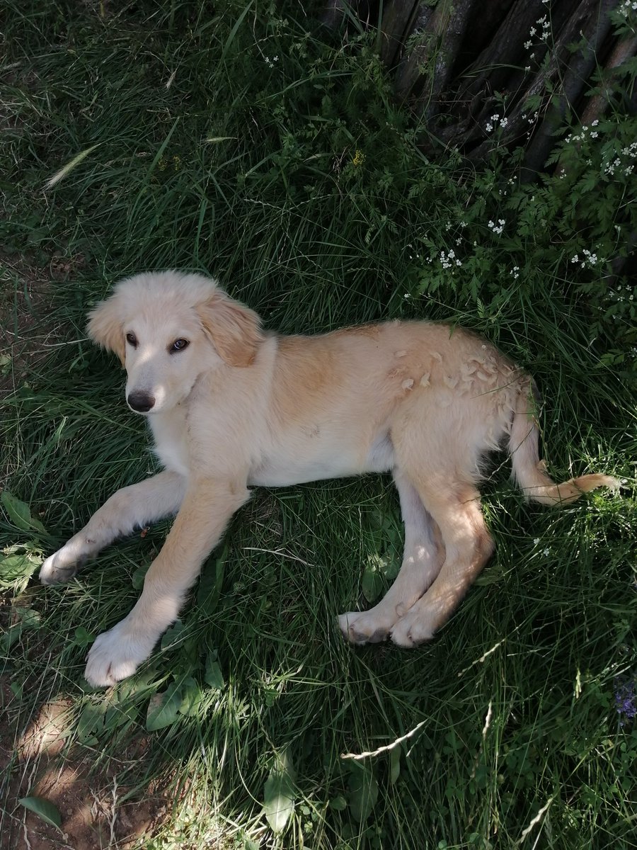 MerveDkbass's tweet photo. Üç aylık maceramızın sonu.. Anılar, fotoğraflar ve kahkahalar...
Birlikte büyüdük ve büyüyeceğiz. ❤️❤️
#Persembe 🌿🌿🌿🌿
#günaydın ☀️☀️☀️☀️☀️
#BulutBey 🐕🐕🐕🐕🐕
#birlikteolmakgüzel 🐞🐞 https://t.co/DkZkL4gXr4